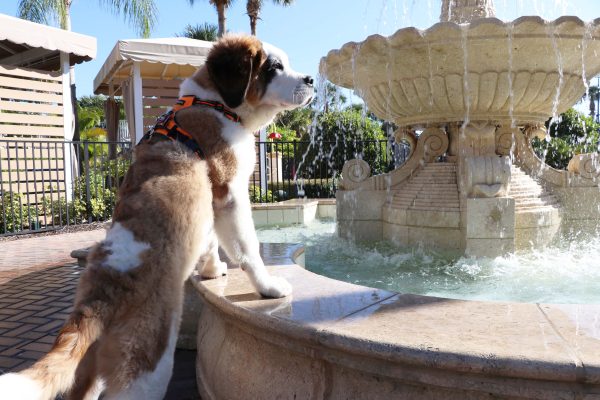Dog Friendly Resort in Kissimmee FL