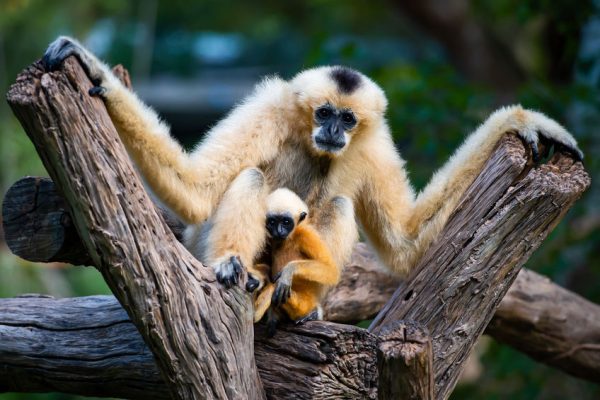 Top Things to See With Kids at Central Florida Zoo