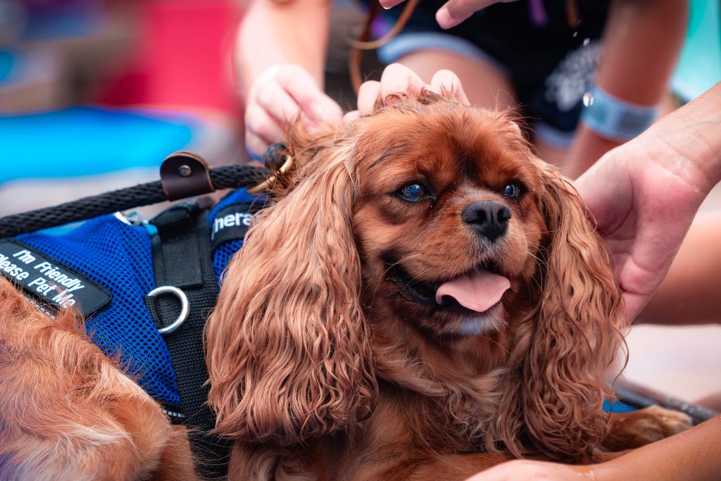 Service-Dog-Visit-1024x683